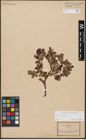 Foto von Salix aurita L.